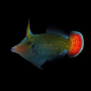 Red Tail Filefish