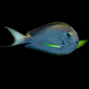 White Tail Tang
